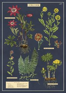 Poster - affiche Cavallini 50 x 70 cm herbier