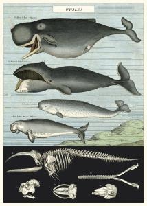 Poster - affiche Cavallini 50 x 70 cm baleines
