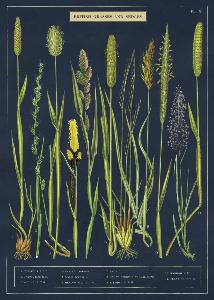 Poster - affiche Cavallini 50 x 70 cm herbes des jardins