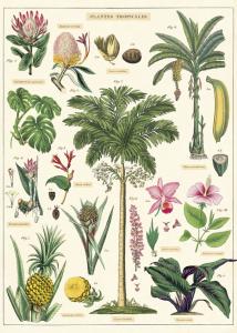 Poster - affiche Cavallini 50 x 70 cm plantes tropicales