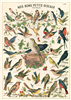 Poster - affiche Cavallini 50 x 70 cm oiseaux