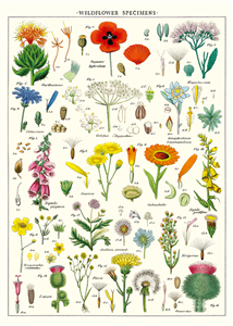 Poster - affiche Cavallini 50 x 70 cm fleurs sauvages