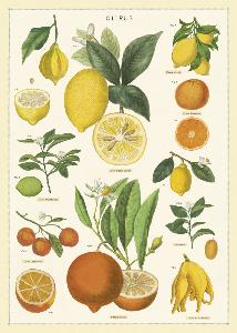 Poster - affiche Cavallini 50 x 70 cm citrons