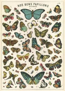 Poster - affiche Cavallini 50 x 70 cm tableau papillons