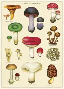 Poster - affiche Cavallini 50 x 70 cm champignons 2