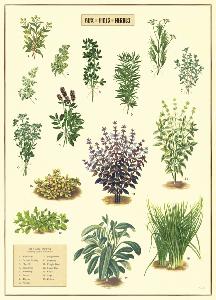Poster - affiche Cavallini 50 x 70 cm herbes