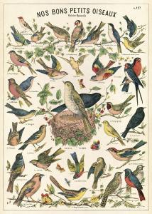 Poster - affiche Cavallini 50 x 70 cm oiseaux